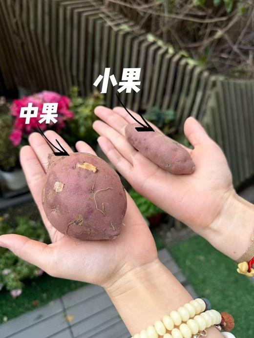【桥头富硒地瓜｜粉糯香甜】爆款地瓜推荐 无筋无丝，粉，糯，香，甜，硒元素含量高 硒元素含量高 营养价值高 商品图2