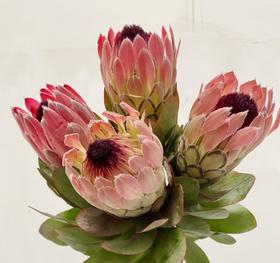 南非花材 | 南非公主塞尔维亚