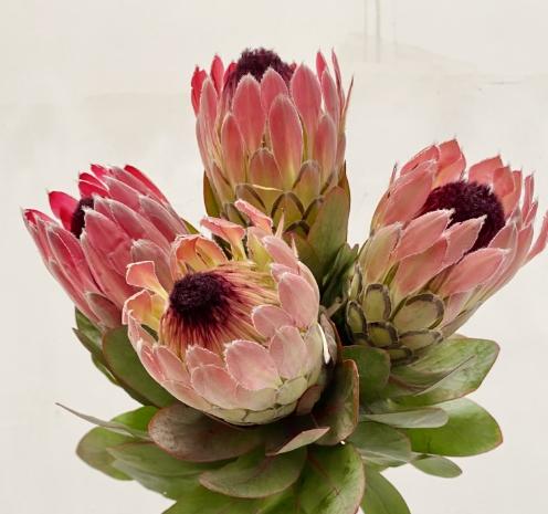 南非花材 | 南非公主塞尔维亚 商品图0