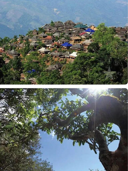 【私藏高货】【十年陈缅甸班章王】2015年春茶布朗山班章 边境古茶园普洱生茶撬饼 紫砂罐装250g 商品图8