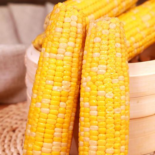 甘肃即食水果玉米  糯玉米  皮薄、汁多  口感极佳 商品图1