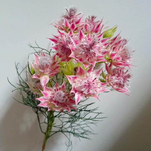 新娘花 商品图1