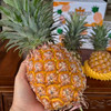 【厂商直发】海南有机凤梨台农17号树上熟金钻凤梨当季新鲜香甜多汁 商品缩略图7