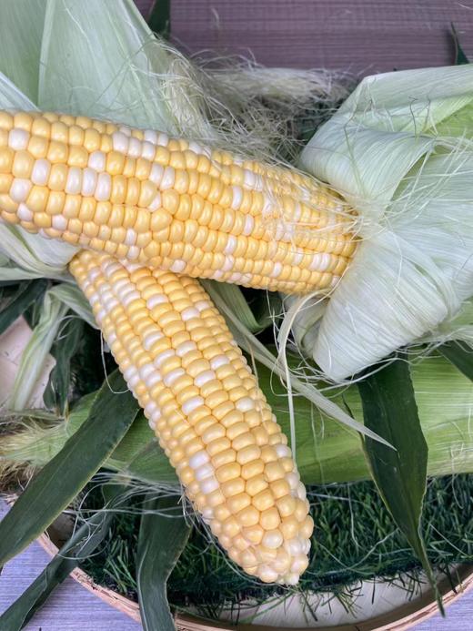 甘肃即食水果玉米  糯玉米  皮薄、汁多  口感极佳 商品图3