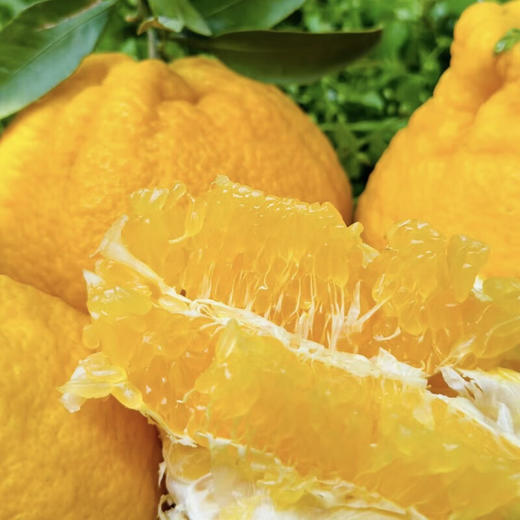 四川柠檬不知火丑橘 净重2斤-8斤大果 当季新鲜水果桔橘子 果园直发 商品图3