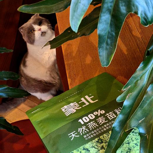 [屁侠推荐]蒙北天然燕麦苗粉 高膳食纤维青汁 冲饮饱腹独立小条装 商品图0