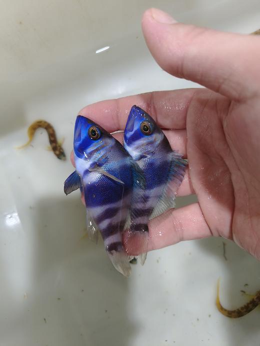 美国蓝豹 商品图1