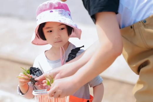 稻田农耕季｜插秧摸鱼；打糍粑；做稻田生态鱼缸，做一天快乐小农人 商品图1