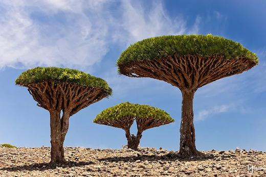 【地球最神秘最美岛屿，宛如外星球】也门·索科特拉岛、龙血树森林、沙漠玫瑰10天摄影团 商品图2