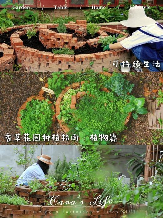 【2H志愿时长】春田魔法盒｜种植可食用香草、手作春日青团、草坪放风筝、采摘农场鲜蔬 商品图5