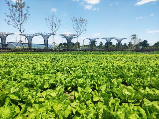 【2H志愿时长】春田魔法盒｜种植可食用香草、手作春日青团、草坪放风筝、采摘农场鲜蔬 商品图6