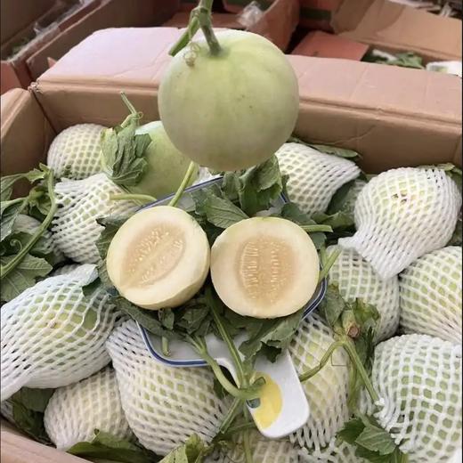 【清甜多汁❗️云南郁金香小甜瓜】 香甜如蜜 脆甜多汁 脆甜多汁 果香四溢 难挡的味蕾诱惑！新鲜水果 清新香甜瓜L 商品图2
