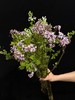 小众稀有花材紫色丁香花 商品缩略图0