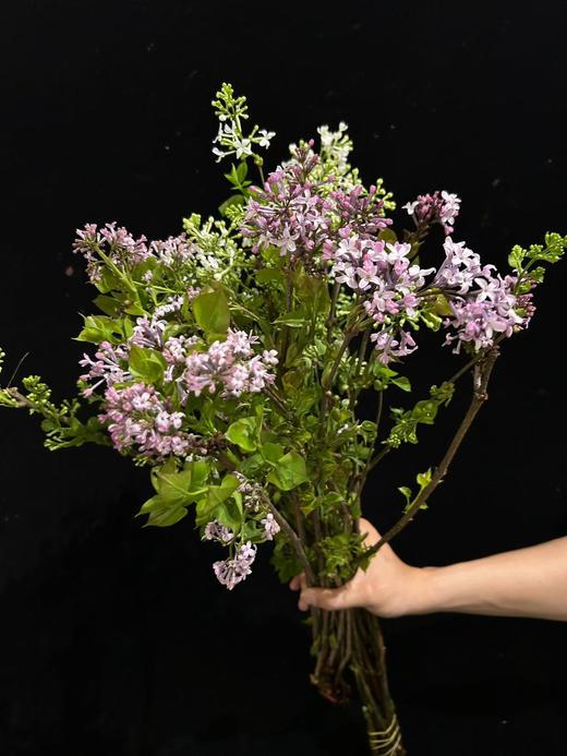 小众稀有花材紫色丁香花 商品图0
