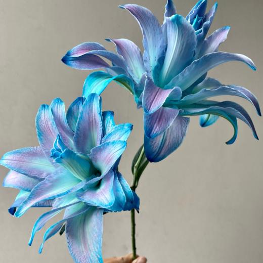 重瓣百合丨星空三头【吸色】 商品图1