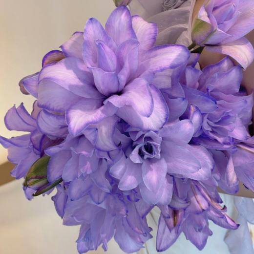 稀有重瓣百合丨紫苏两头【吸色】 商品图1