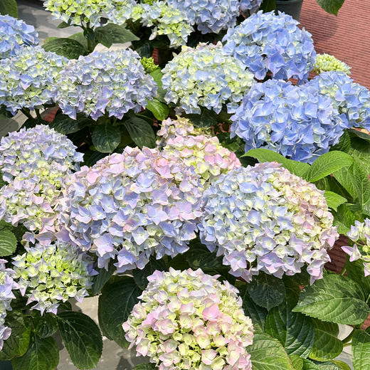 新鲜绿植盆栽  绣球花苗阳台庭院盆栽 1盆【十堰主城区包邮】 商品图2