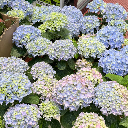 新鲜绿植盆栽  绣球花苗阳台庭院盆栽 1盆【十堰主城区包邮】 商品图0