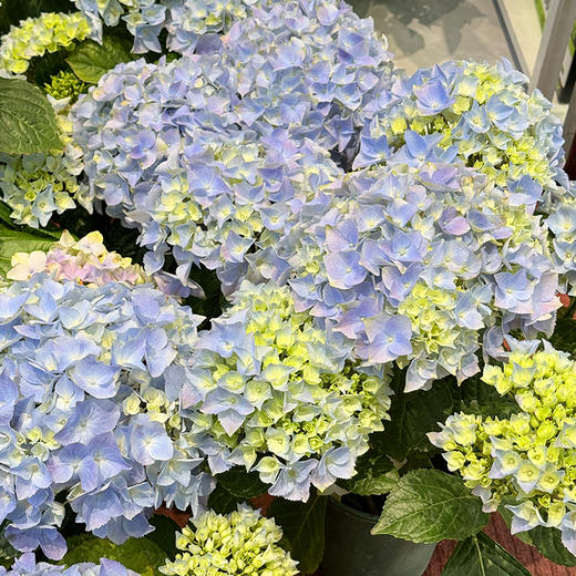 新鲜绿植盆栽  绣球花苗阳台庭院盆栽 1盆【十堰主城区包邮】 商品图1