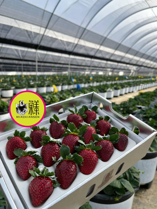 真红美玲【黑草莓】二合一22～30粒大果（基地包邮） 商品图3