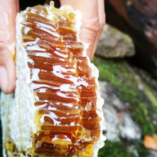 土蜂蜜500g 商品图1