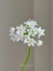 小众稀有白雪公主纸葱花鲜切花10支 商品缩略图1