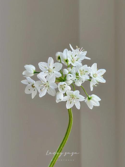 小众稀有白雪公主纸葱花鲜切花10支 商品图1