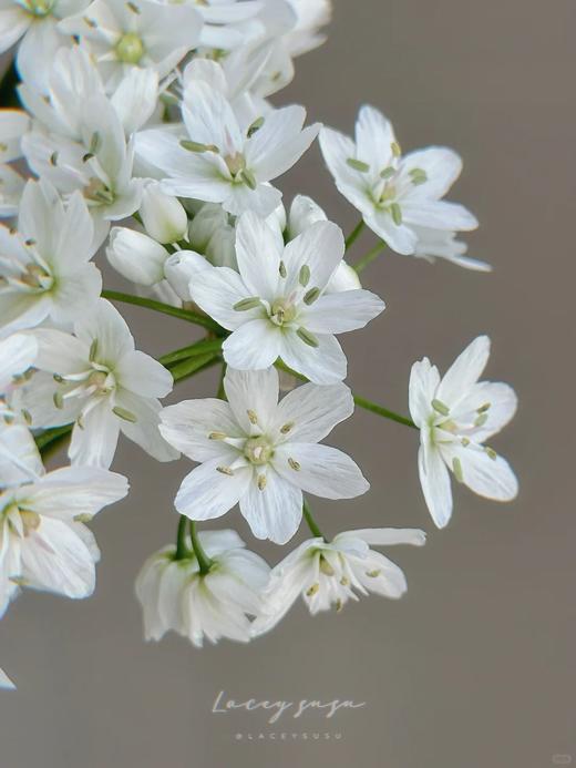 小众稀有白雪公主纸葱花鲜切花10支 商品图5