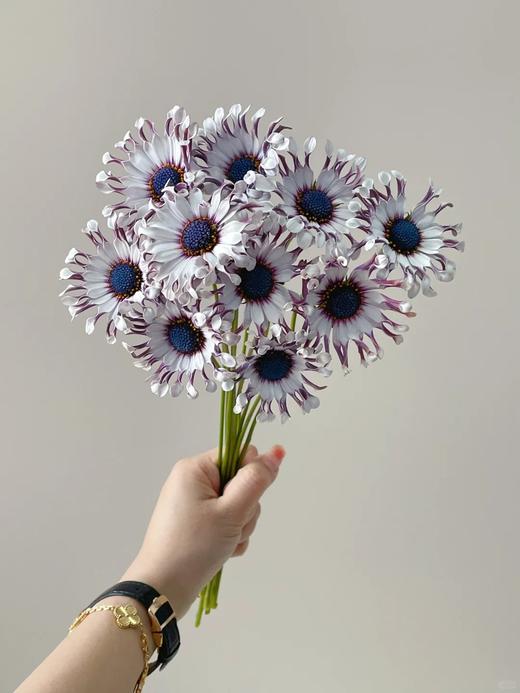 小众稀有花材蓝目菊10支 商品图2