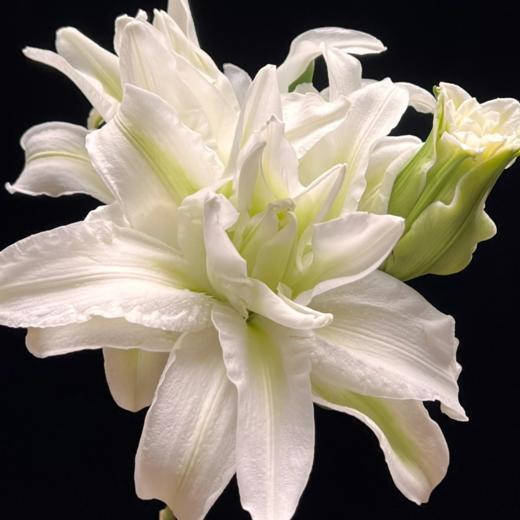 重瓣百合丨艾莎三头 商品图2