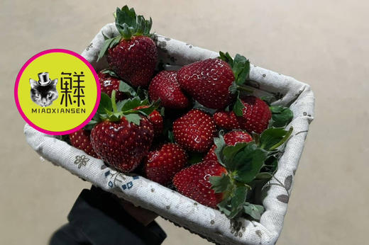 真红美玲【黑草莓】二合一22～30粒大果（基地包邮） 商品图4