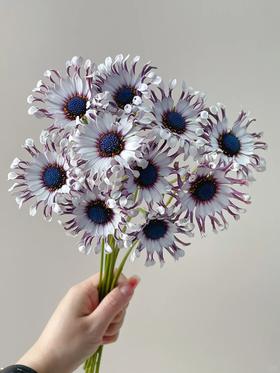 小众稀有花材蓝目菊10支