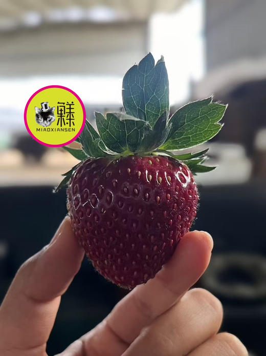 真红美玲【黑草莓】二合一22～30粒大果（基地包邮） 商品图5