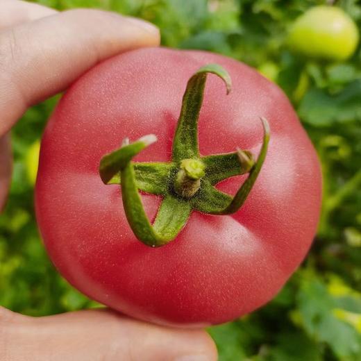 【产地直发❗️沙瓤西红柿】细腻清甜 肥厚多汁 酸甜适口 自然生长 营养健康 不一样的西红柿 你值得一尝露天自然熟非普罗旺斯L 商品图3