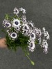 小众稀有花材蓝目菊10支 商品缩略图8