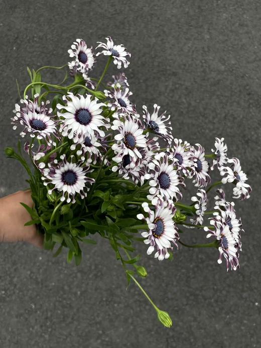 小众稀有花材蓝目菊10支 商品图8