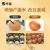 淘牧 钙磷十八补1kg 钙磷双补壮骨促生长 禽畜通用微量元素饲料添加剂X 商品缩略图3