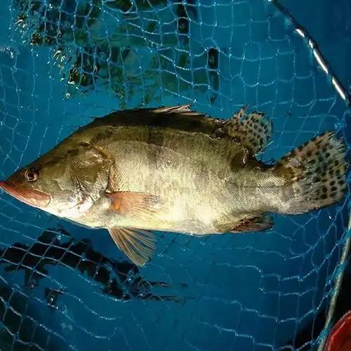 千岛湖生态桂鱼(35.8元1条300—400g左右)包活   次日到 商品图0