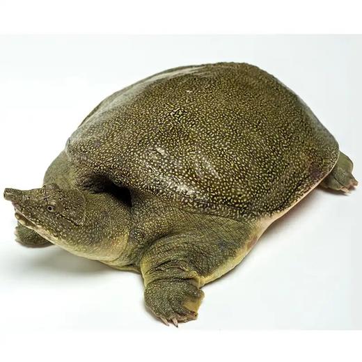 公德清外塘甲鱼49.8元/1只(1.8~2.1斤浮动包活)   明天下午到 商品图1