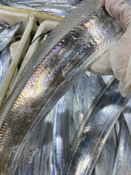 & 海钓青张大带鱼🐟宽厚肥美，肉质特别细嫩，清蒸，干煎，红烧都好吃😋 商品图2