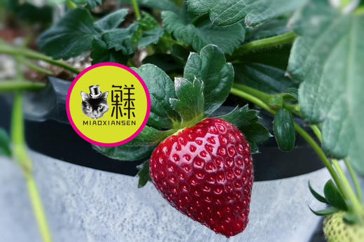 真红美玲【黑草莓】二合一22～30粒大果（基地包邮） 商品图6