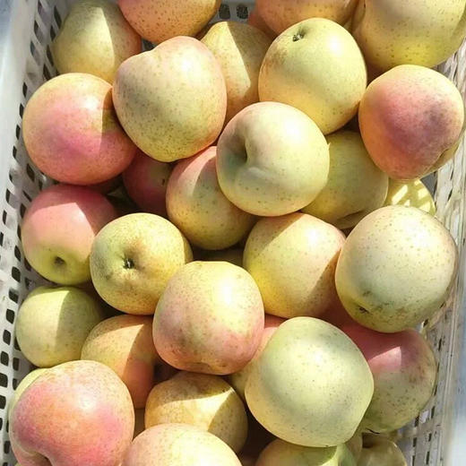 【分仓直发包邮】山东烟台王林苹果4.5大果(10个以内)（黄色果为不套袋，青色为套袋，随机发） 商品图1