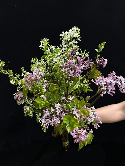 小众稀有花材紫色丁香花 商品图3