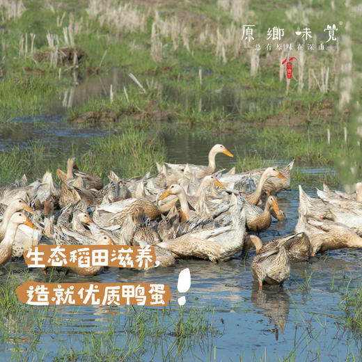 【排单发】生态稻田咸鸭蛋（基地直发-顺丰包邮）| 来自安徽黄山，生产者：许学超【合作生产，公平贸易】 商品图1