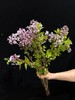 小众稀有花材紫色丁香花 商品缩略图2