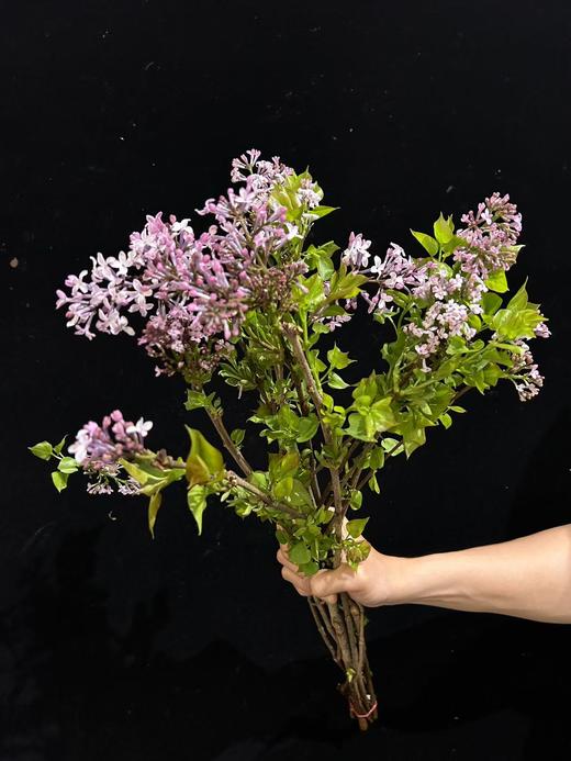 小众稀有花材紫色丁香花 商品图2