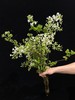 小众稀有花材紫色丁香花 商品缩略图4
