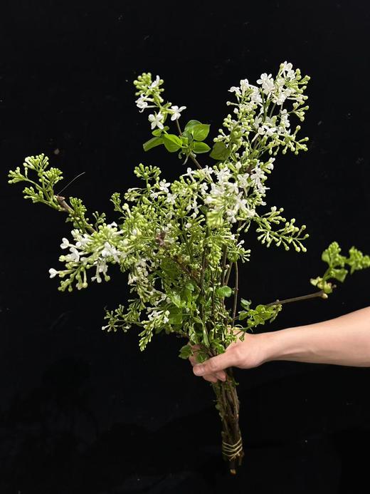 小众稀有花材紫色丁香花 商品图4