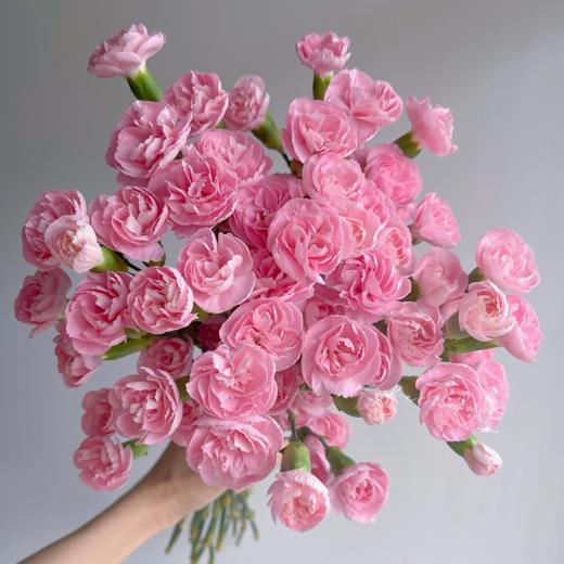 粉飞鸽 多丁康乃馨丨18+2防损 商品图0