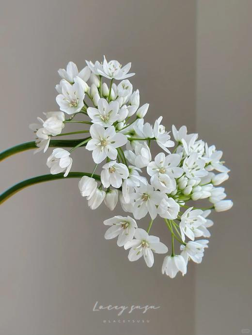 小众稀有白雪公主纸葱花鲜切花10支 商品图2